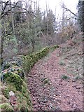 SO3216 : Mossy wall in Caer Wood by Gareth James