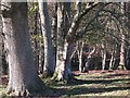 Woodland near Nursements Farm