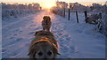 J0059 : Golden retrievers in the snow, Derrycarne Road by Brian Nelson