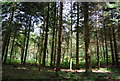 Conifers, Durford Heath