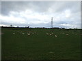 Farmland near Danby Wiske