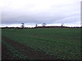 SE3499 : Farmland near Lazenby Grange by JThomas