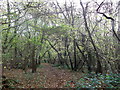 Footpath in Homesland Wood