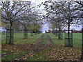 Avenue in Manor Farm grounds