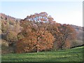 Oaks below Storth Wood