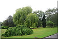 Willow tree, Cannon Hill Park