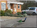 Free-range peacock at Caulcott