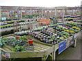 Plant display at Downtown Garden Centre