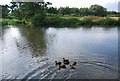 Ducks, River Wey