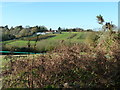 Vineyard at Stonehill Farm