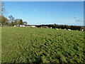 Sheep at Rose Bank Farm Pick Hill