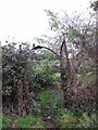 Overgrown gateway, St Augustine