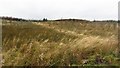 NS9261 : Woodland on Fauldhouse Moor by Richard Webb