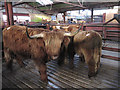 Highland cattle at Malton market