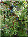 NH9109 : Juniper berries at Rothiemurchus by Phil Champion