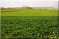 Arable field and the Black Hill