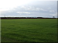 Farmland off Allerton Wath Road