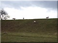 Sheep grazing on disused railway embankment