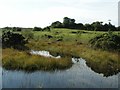 N5075 : Baltrasna a small pool in an area of heath by Brian Nelson