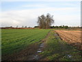 Track to a small plantation