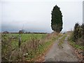 SJ7671 : Conifer alongside a farm track by Christine Johnstone