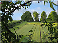 TL5652 : Plantation near Fleam Dyke by Hugh Venables