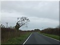 A solitary tree on the road passing Brookfield Farm