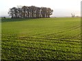 Copse and farmland, East Cowton