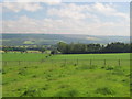 Pastures and woodland south of Dotland