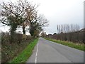 Ivy-covered trees along Booth Bed Lane