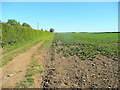 Field edge by Kirton Cliff Farm