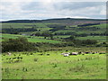 Pastures around Lilswood Burn