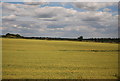 TL4705 : Wheat field by N Chadwick