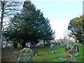 Yew tree in the churchyard