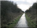 Castle Eden Walkway