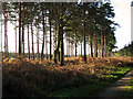 Trees on the edge of Upper Elvedon Warren