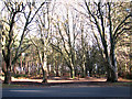 Beech trees on the edge of Basil Williams Covert