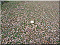 Funnel Cap fungi