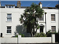 Cabbage Palm in a front garden, Torquay Road