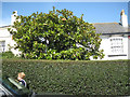 SX9372 : Magnolia grandiflora in a Fore Street front garden by Robin Stott