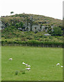 SN7067 : Pasture and outcrop near Ystradmeurig by Roger  D Kidd