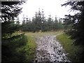 NY6985 : Forest Track Junction, Kielder Forest by Les Hull