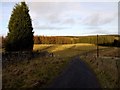 Fields in the forest at Whitlees