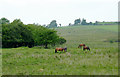 Rough grazing south of Tynygraig, Ceredigion