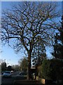 Oak, Broad Lane