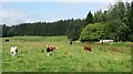 Cattle, Craigend