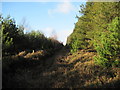 SE6091 : Fire  Break  and  Track  in  East  Moor  Wood by Martin Dawes