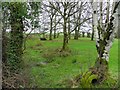 Wooded area, Derrybard