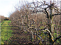 Orchards near Bell Farm Barn