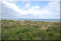 Vegetation colonising the beach